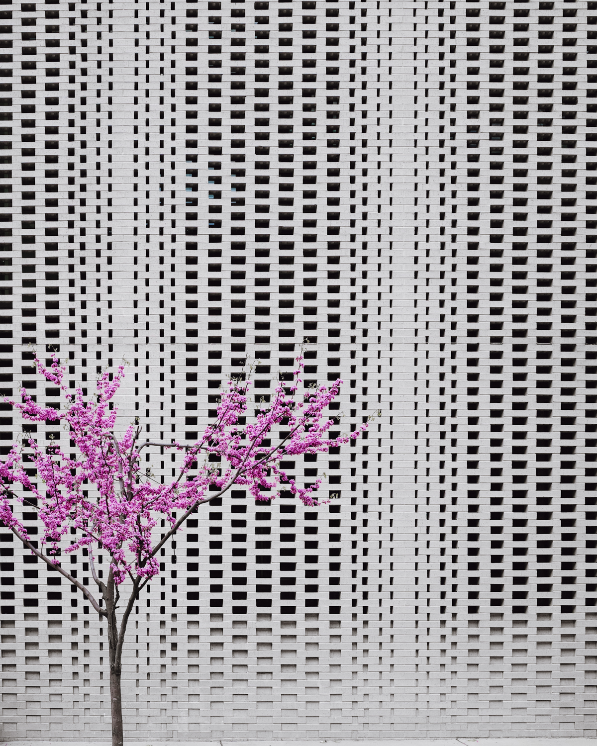 Urban Oasis